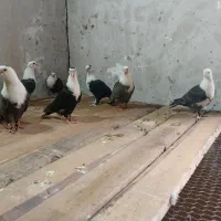 کبوتر نقش