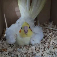 ماده لوتینو