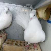 کبوتر دم چتری وشیخی