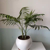 نخل شامادورا