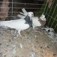 نرو ماده طوقی