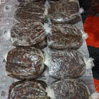 خرمای گنطار