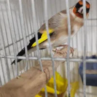 سهره جوجه قفس دهن دار