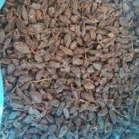 فروش کشمش و مویز(سیاه و رطبی)بش|خوردنی و آشامیدنی|شیراز, گویم|دیوار