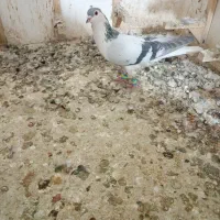 کفتر کبوتر رنگه|پرنده|مشهد, قائم|دیوار