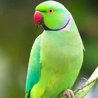 طوطی ملنگو