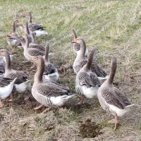 بوقلمون و غاز|حیوانات مزرعه|رشت, کوی قدس|دیوار