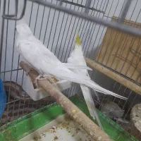 جفت نرو ماده هلندی|پرنده|آبادان, |دیوار