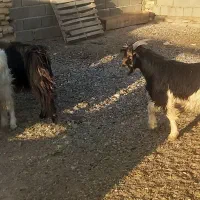 کهره چاق میش چاق بز چاق بره|حیوانات مزرعه|مرودشت, علیآباد|دیوار