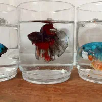 فایتر هالفمون|ماهی|قزوین, |دیوار