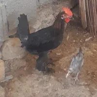 جوجه خروس محلی
