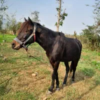 این اسب سیاه به فروش میرسد