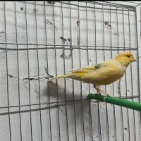 قناری نر بخون ۳میلیون و۳۰۰هزارتومان