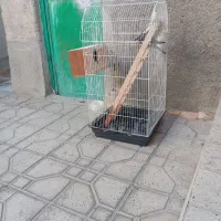 عروس|پرنده|ماهدشت, |دیوار