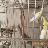 عرس هلندی و مرغ عشق