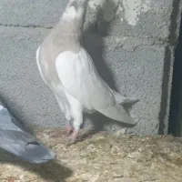 کبوتر طوقی|پرنده|دشت ذهاب, |دیوار