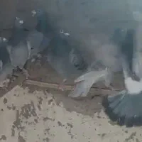 12جفت کبوتر  مسافتی ناجلد