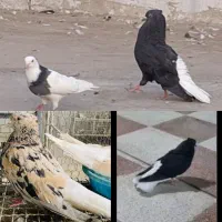 کبوتر پرشی