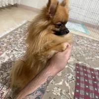 پامر روباهی اصیل|سگ|تهران, جیحون|دیوار