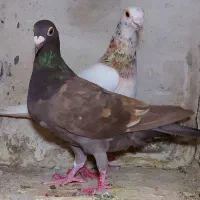 کوهی‌خال‌دار|پرنده|بهار, |دیوار