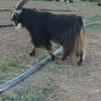 پازن جفت شاخ|حیوانات مزرعه|شیراز, بید زرد|دیوار