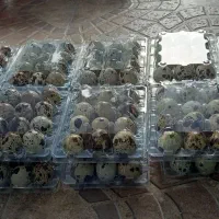 تخم بلدرچین خوراکی