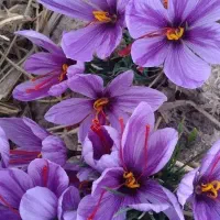 سرمایه گذاری دربخش کشت زعفران