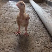 جوجه‌لاری