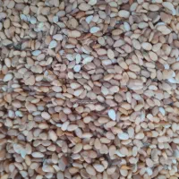 فروش کنجد محلی امساله در حال بر داشت|خوردنی و آشامیدنی|فریم, |دیوار