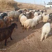 میش بره شال