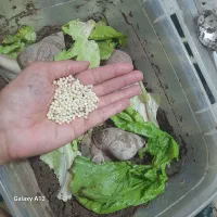 تخم حلزون|خزنده|نیشابور, رحمت آباد|دیوار