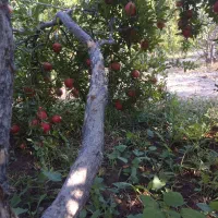 فزوش انار|خوردنی و آشامیدنی|شیراز, اکبر آباد|دیوار