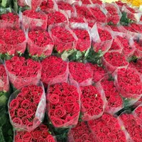 پخش رز هلندی سوپر مستقیم از گلخانه به بازار|گل و گیاه طبیعی|شیراز, سینما سعدی|دیوار