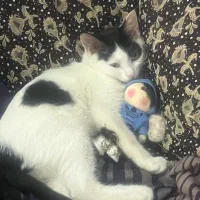 واگذاری گربه|گربه|اصفهان, جلالیه|دیوار