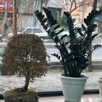 گل و گیاه ماشین عروس|گل و گیاه طبیعی|سبزوار, ولیعصر (نجار آباد)|دیوار