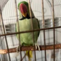 شاه طوطی|پرنده|چالوس, |دیوار