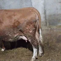 گاوشیری|قایق و سایر وسایل نقلیه|نظر کهریزی, |دیوار