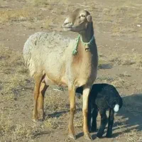 میش چینی زاییده بز بزغاله