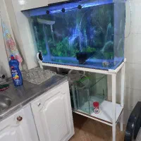 آکواریوم|ماهی|ارومیه, |دیوار