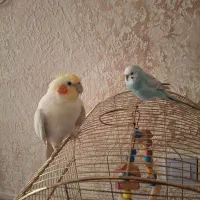 عروس هلندی سخنگو نرو ماده و مرغ عشق|پرنده|قنوات, |دیوار