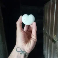 قارچ ریز سوخاری و ترشی قارچ