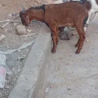 بزغاله نر