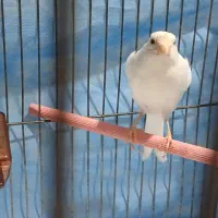 قناری سفید نر بخون