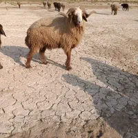 قوچ|حیوانات مزرعه|شادگان, |دیوار