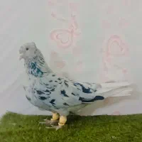 ماده کوهی روی تخم