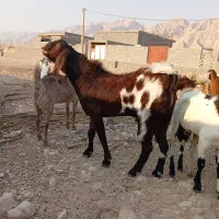 پازن