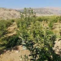 باغ تفریحی|فروش خانه و ویلا|یاسوج, |دیوار