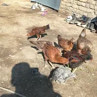 جوجه شوروی|حیوانات مزرعه|نیمروز, |دیوار