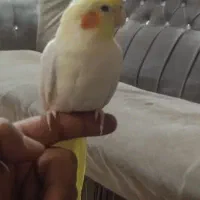 یک عدد عروس هلندی نر سخنگو|پرنده|آذرشهر, |دیوار