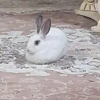 خرگوش نر